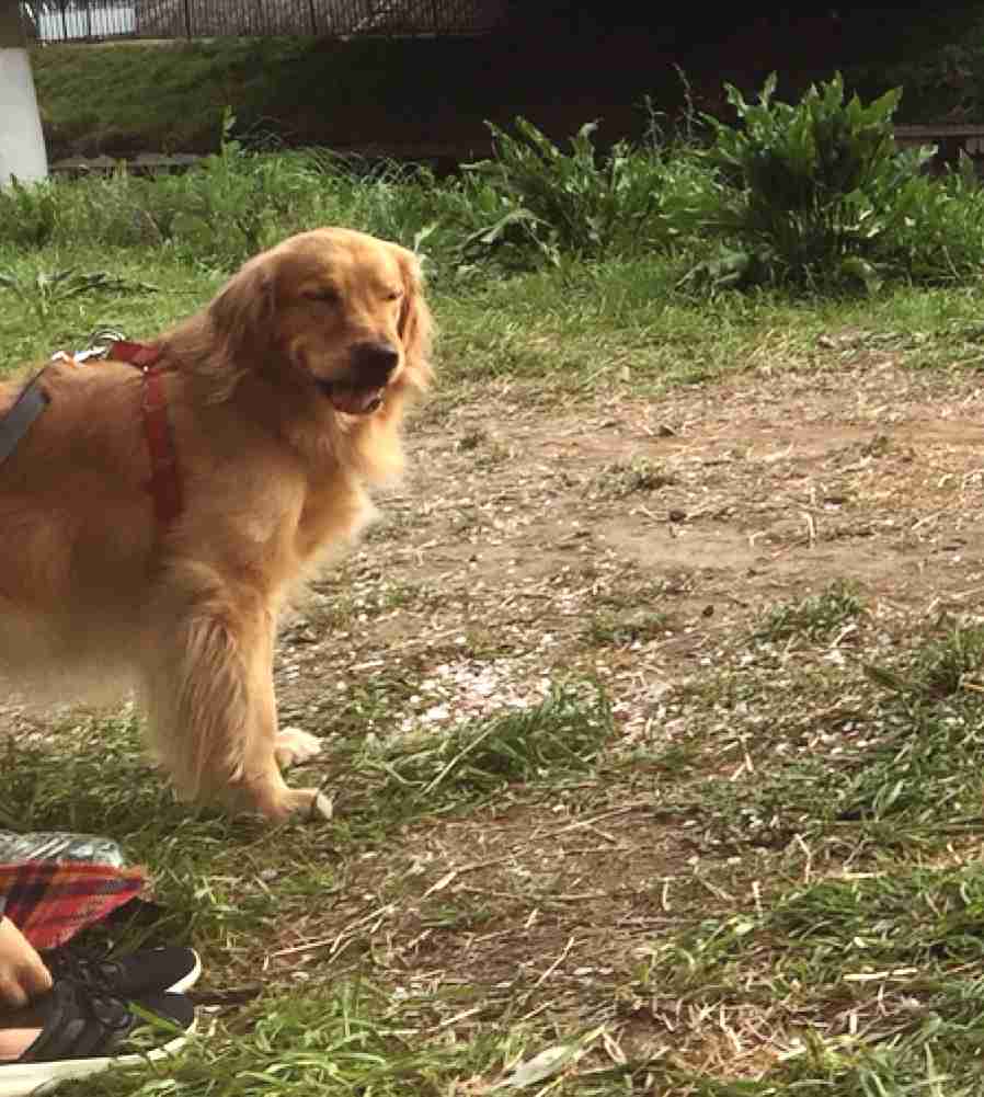 猫と犬の画像を交互に貼っていくトピ