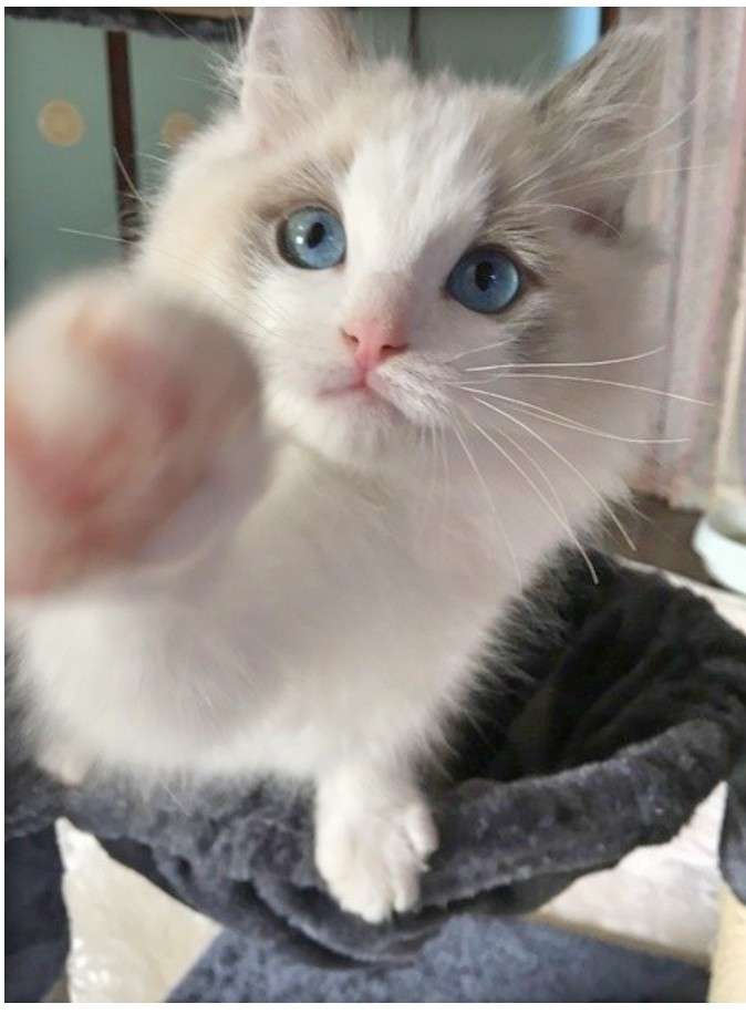 猫と犬の画像を交互に貼っていくトピ