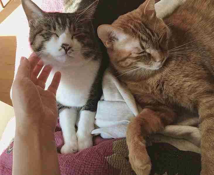 猫と犬の画像を交互に貼っていくトピ