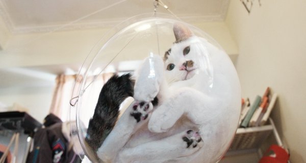 猫と犬の画像を交互に貼っていくトピ