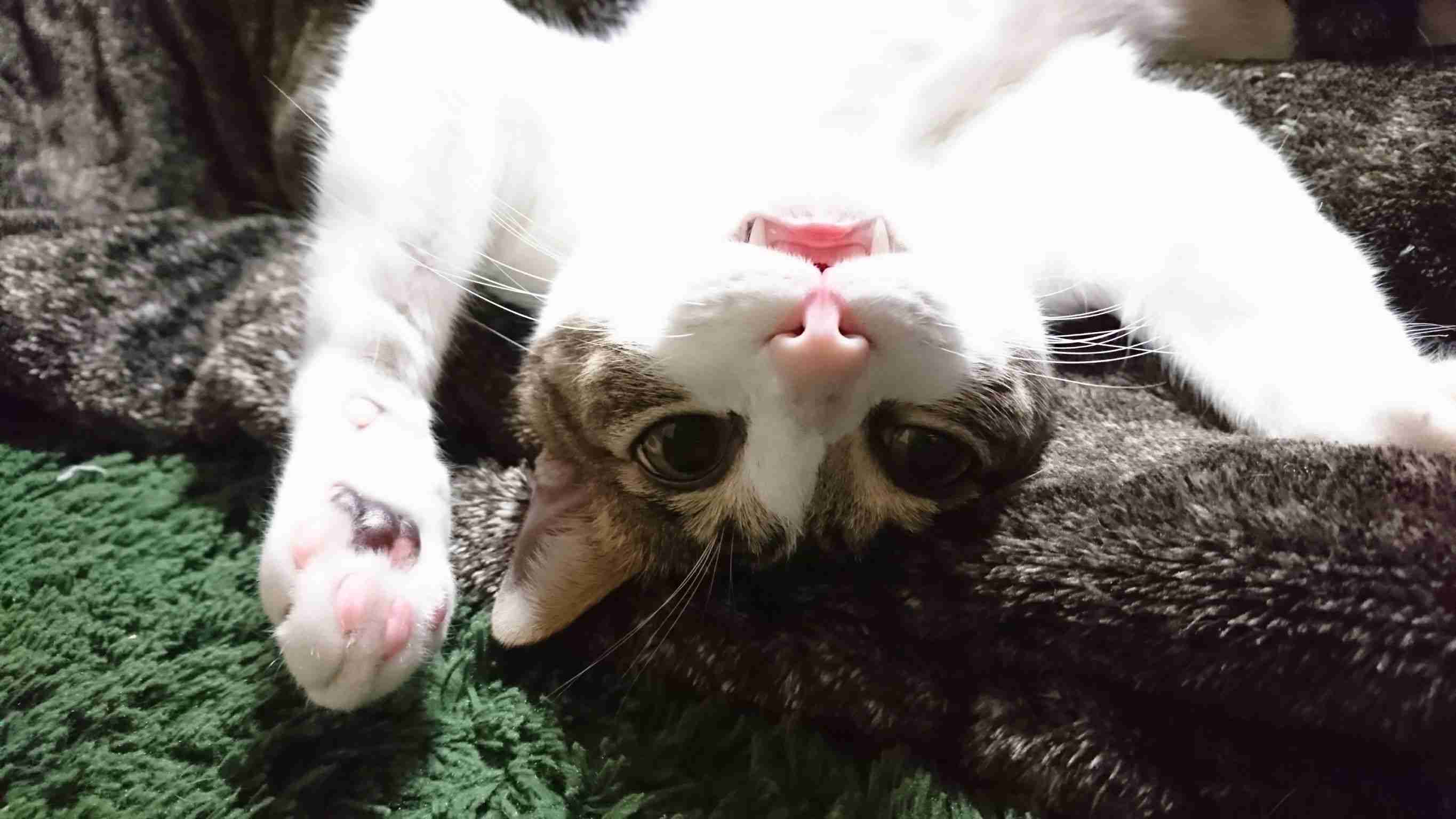 猫と犬の画像を交互に貼っていくトピ