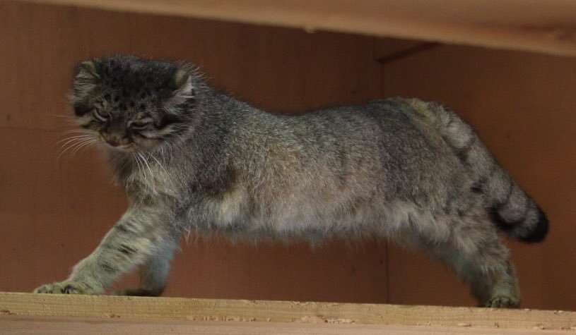 猫と犬の画像を交互に貼っていくトピ