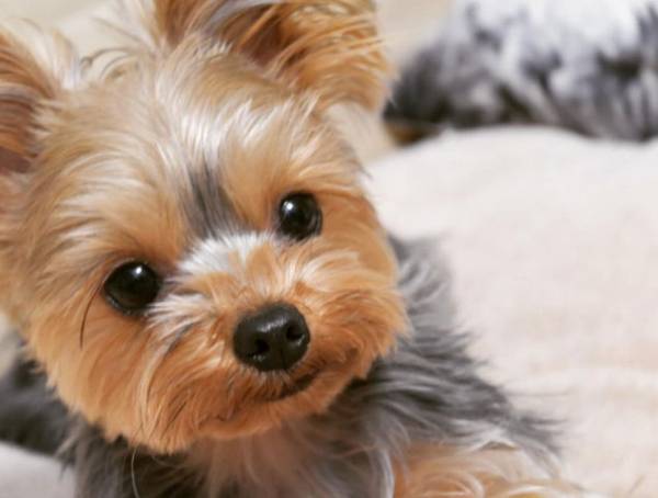 猫と犬の画像を交互に貼っていくトピ