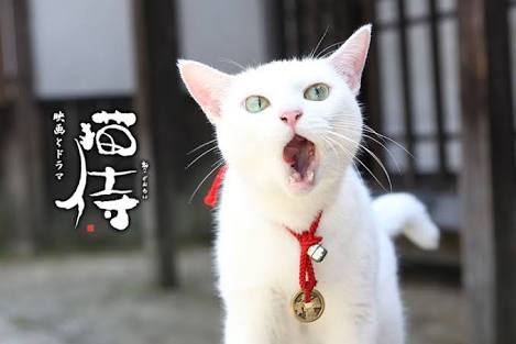 猫と犬の画像を交互に貼っていくトピ