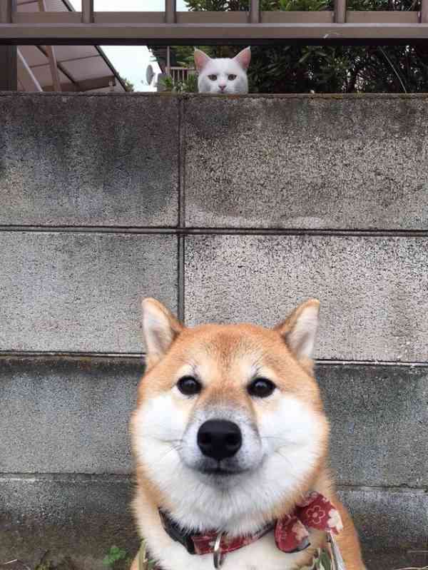 猫と犬の画像を交互に貼っていくトピ