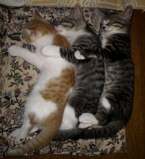 猫と犬の画像を交互に貼っていくトピ