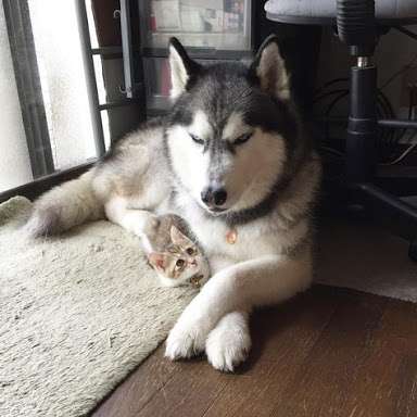 猫と犬の画像を交互に貼っていくトピ