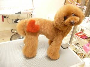 猫と犬の画像を交互に貼っていくトピ