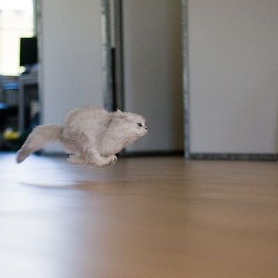 猫と犬の画像を交互に貼っていくトピ