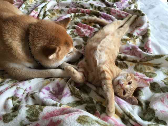 猫と犬の画像を交互に貼っていくトピ