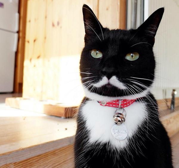 猫と犬の画像を交互に貼っていくトピ