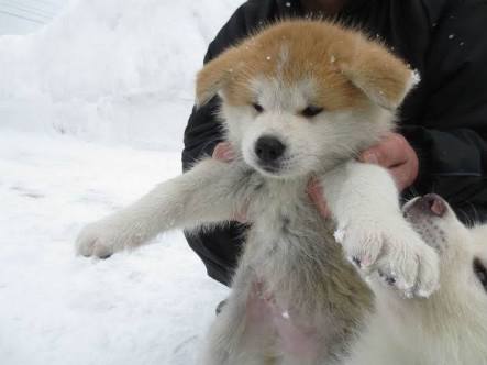 猫と犬の画像を交互に貼っていくトピ