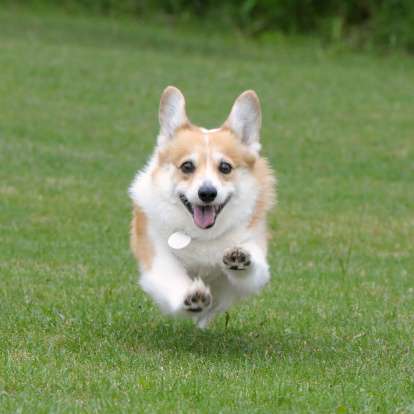 猫と犬の画像を交互に貼っていくトピ