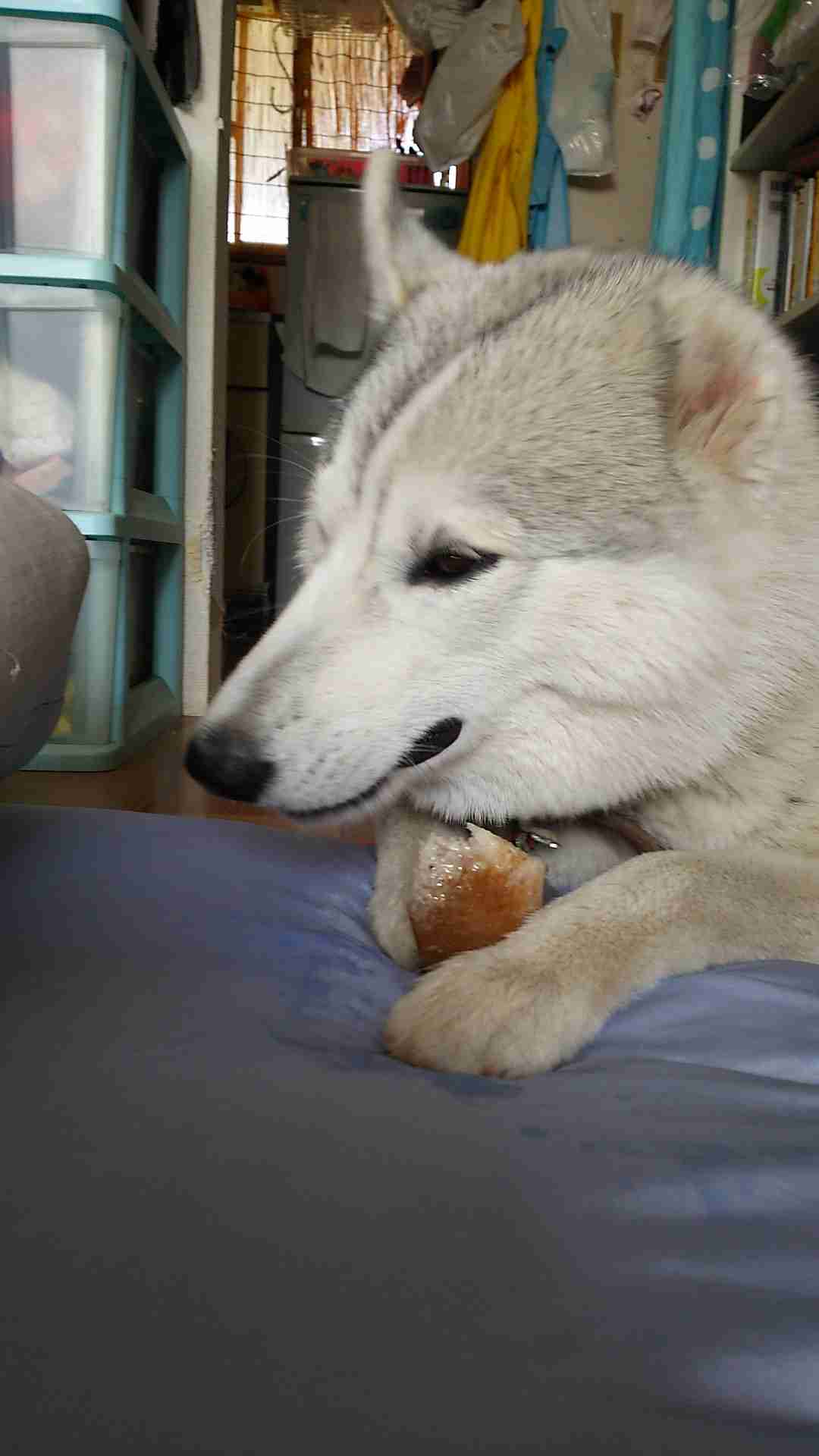 猫と犬の画像を交互に貼っていくトピ