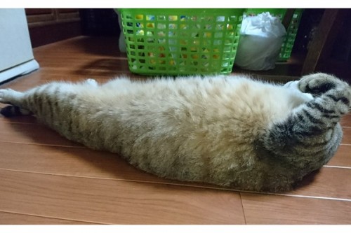 猫と犬の画像を交互に貼っていくトピ