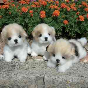 猫と犬の画像を交互に貼っていくトピ