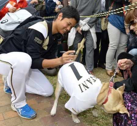猫と犬の画像を交互に貼っていくトピ
