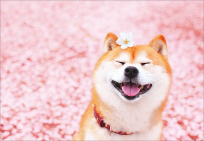 猫と犬の画像を交互に貼っていくトピ