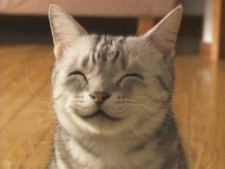 猫と犬の画像を交互に貼っていくトピ