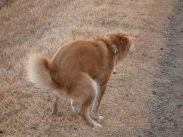 猫と犬の画像を交互に貼っていくトピ