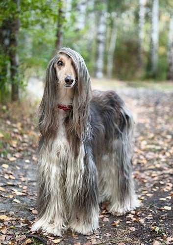 猫と犬の画像を交互に貼っていくトピ