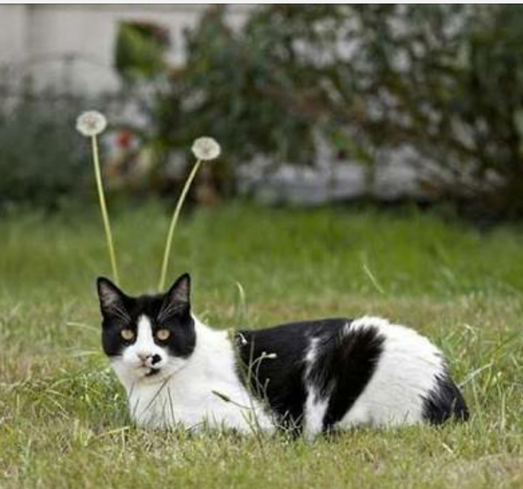 猫と犬の画像を交互に貼っていくトピ