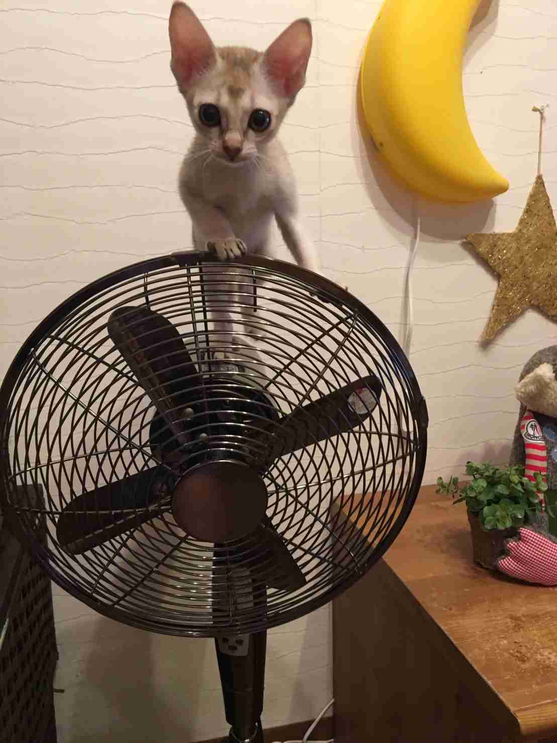 猫と犬の画像を交互に貼っていくトピ