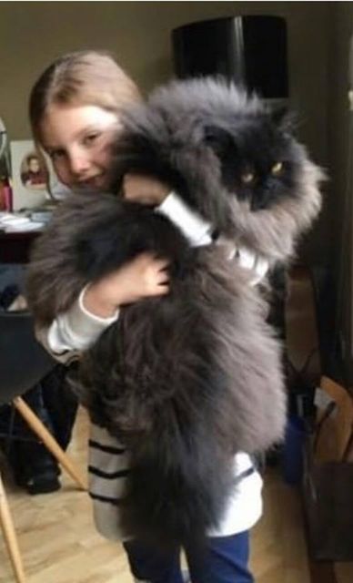 猫と犬の画像を交互に貼っていくトピ