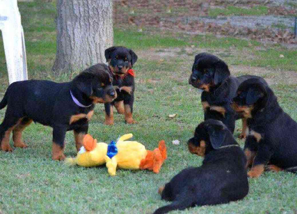 猫と犬の画像を交互に貼っていくトピ