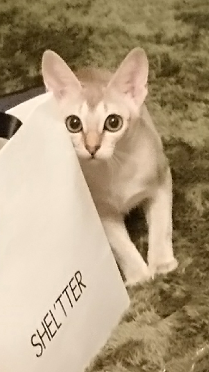 猫と犬の画像を交互に貼っていくトピ