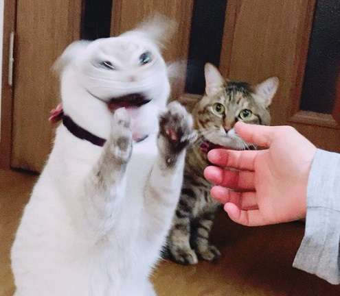 猫と犬の画像を交互に貼っていくトピ