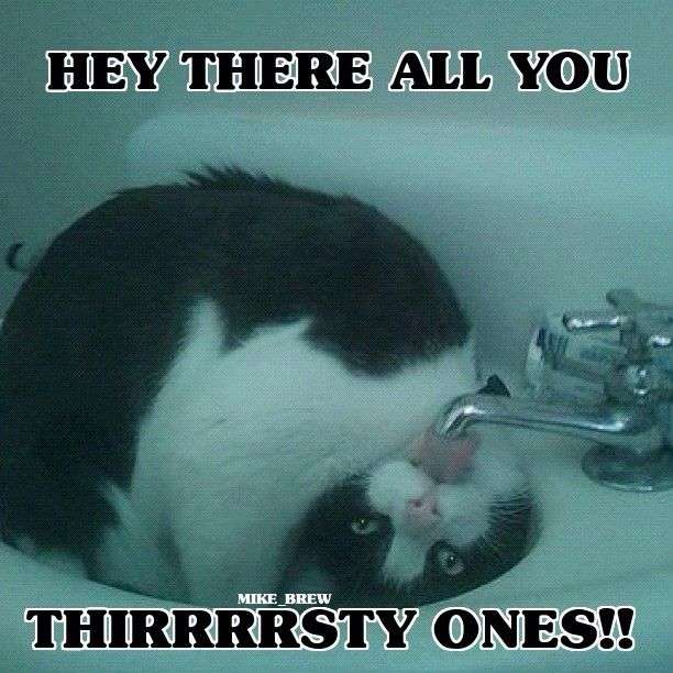 猫と犬の画像を交互に貼っていくトピ