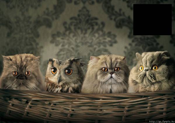 猫と犬の画像を交互に貼っていくトピ