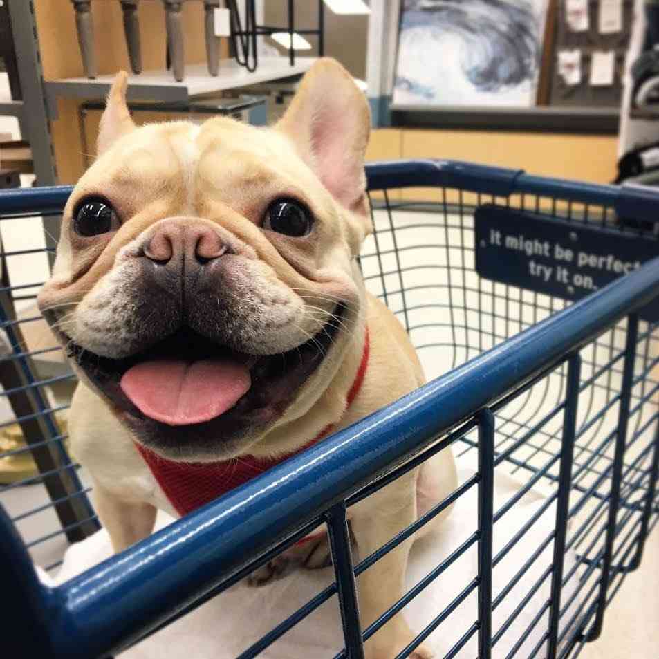 猫と犬の画像を交互に貼っていくトピ