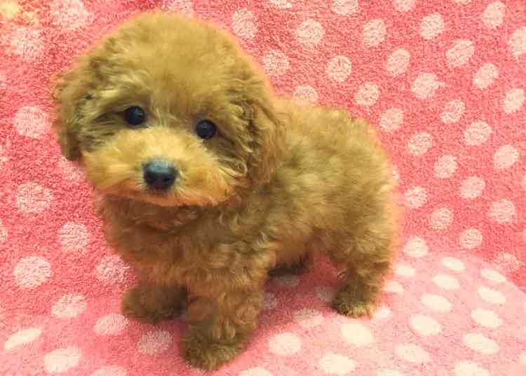 猫と犬の画像を交互に貼っていくトピ