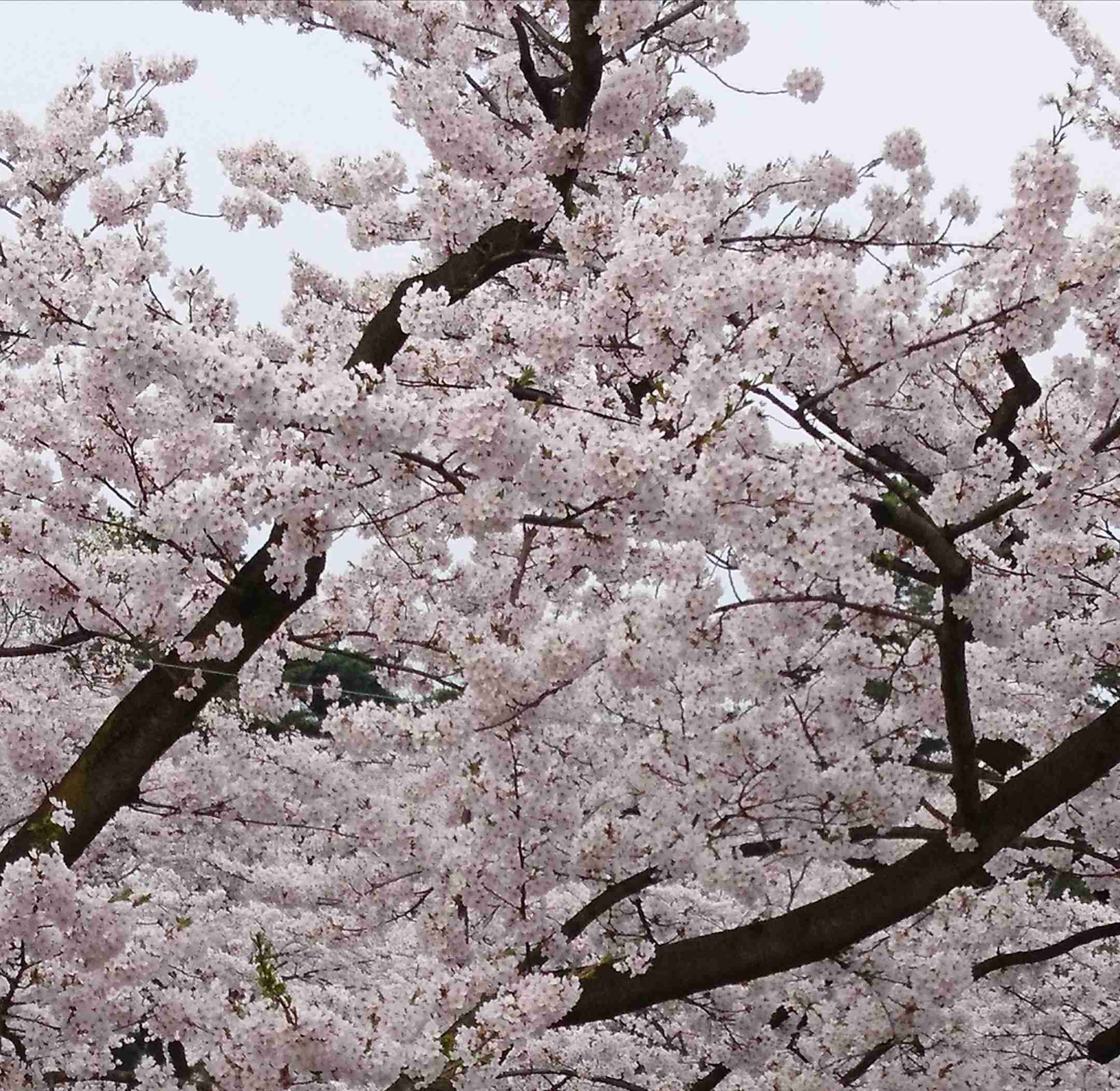 【4月】意識低い系トピ