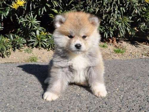 秋田犬と柴犬を交互に貼ろう！