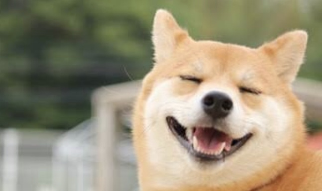 秋田犬と柴犬を交互に貼ろう！