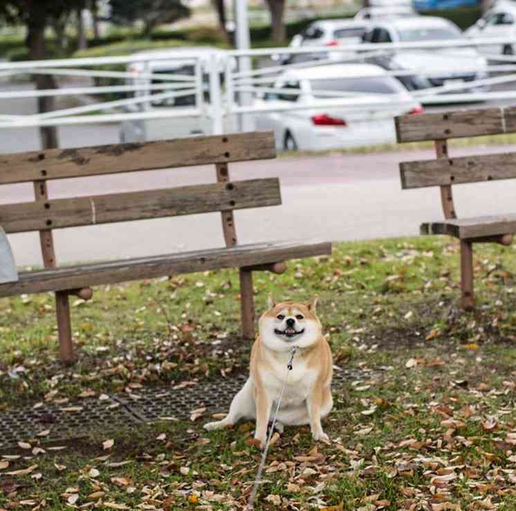 秋田犬と柴犬を交互に貼ろう！