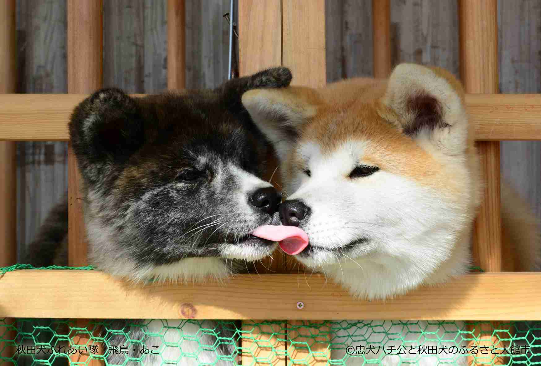 秋田犬と柴犬を交互に貼ろう！