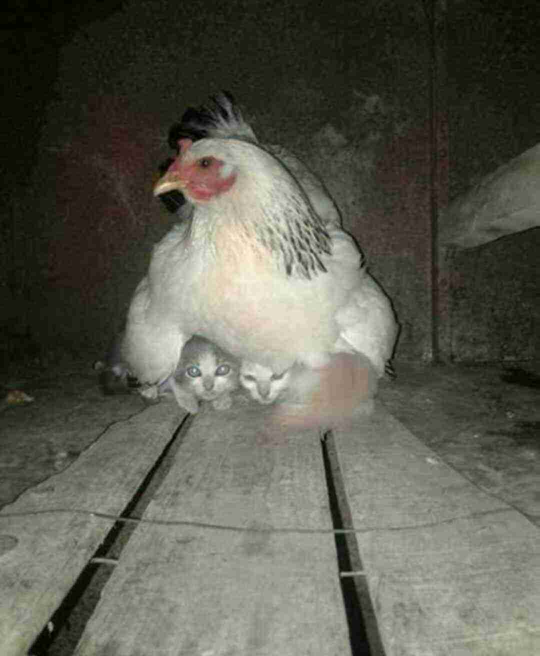 優しい画像大集合！！