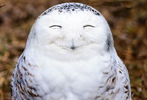 もし呼ぶとすれば、あなたは何々系女子？