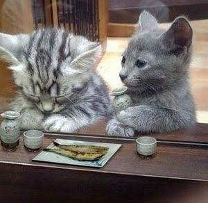 【ネタ】いろんな画像に「トトロいたもん」をつけるトピ