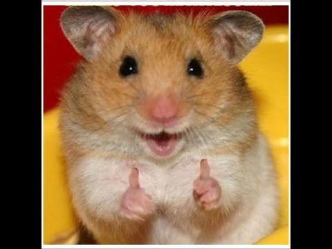 【ネタ】いろんな画像に「トトロいたもん」をつけるトピ