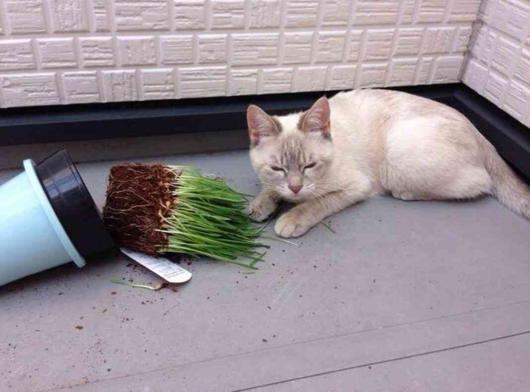 【ネタ】いろんな画像に「トトロいたもん」をつけるトピ