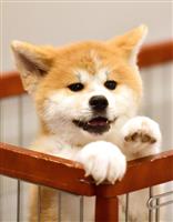 ザギトワが秋田犬マサルと念願の対面 安倍首相と昭恵夫人も立ち会う