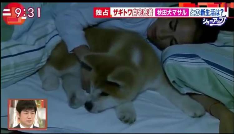 ザギトワが秋田犬マサルと念願の対面 安倍首相と昭恵夫人も立ち会う