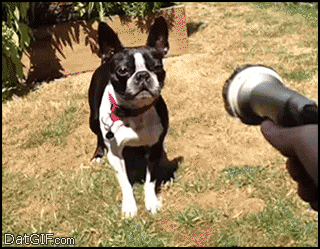 ずっと見ていたいGIF動画下さい