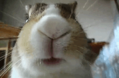 ずっと見ていたいGIF動画下さい