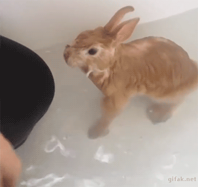 ずっと見ていたいGIF動画下さい